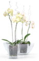 Tyč COUBI ISTC01, 60 cm, transparent, oporná, pre orchideu, 1, náradie