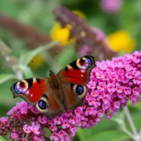 Babôčka v záhrade