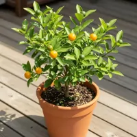 Calamondin