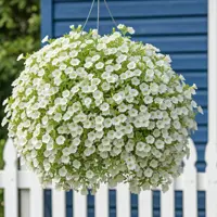 Calibrachoa