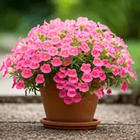 Diascia
