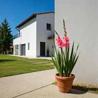 Gladiola