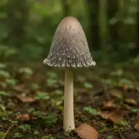 Hnojník atramentový