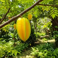 Karambola