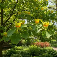 Ľaliovník tulipánokvetý