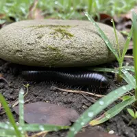 Mnohonôžka v záhrade