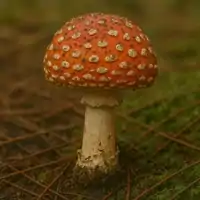 Muchotrávka červená