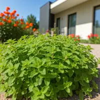 Oregano