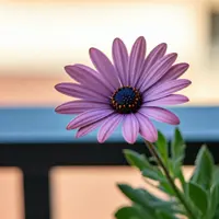Osteospermum