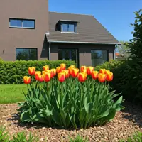 Tulipány