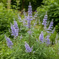 Vitex jahňací