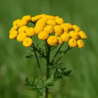 Vratič