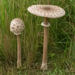 Bedľa vysoká