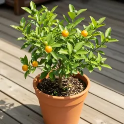 Calamondin