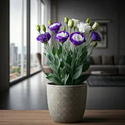 Ako sadiť a pestovať eustoma