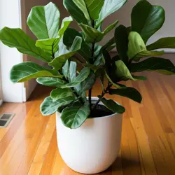 Ficus lyrata