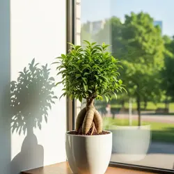 Ficus microcarpa