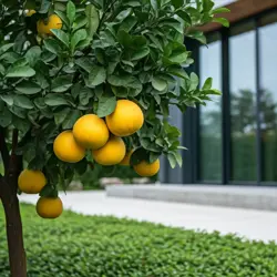 Ako sadiť a pestovať grapefruitovník