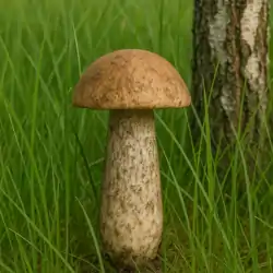 Kozák brezový