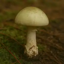 Muchotrávka zelená
