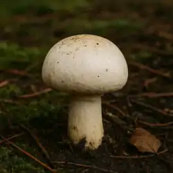 Pečiarka poľná