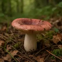 Plávka mandľová