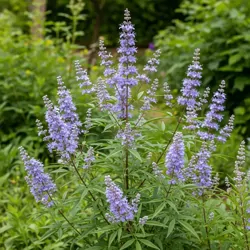 Vitex jahňací