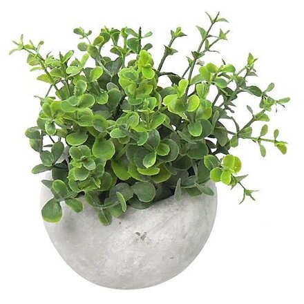 Oregano MagicHome,, 15 cm, črepník- cement