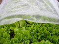 Netkaná textília Garden B1106, 2x5 m, 17 g/m, biela