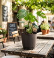 Kvetináč RATOLLA Round 250, tmavohnedý, s podložkou