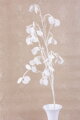 Umelá vetvička MagicHome Vianoce, MoneyPlant.White, biela, 56x107 cm 5 detail